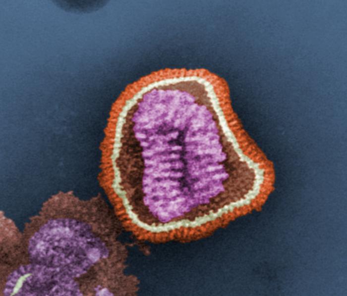 Influenza Viron