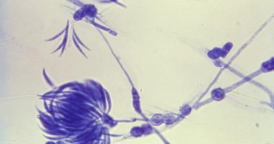 fusarium oxyspora fungus