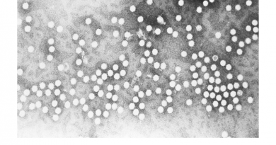 Microbe Monday | Parvovirus